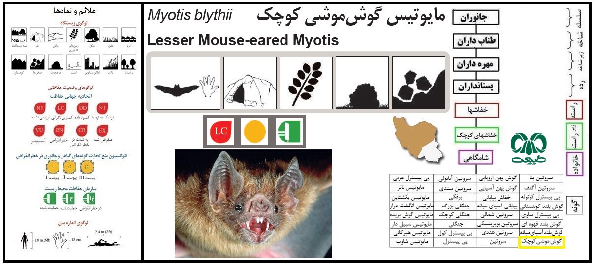 خفاش مایوتیس گوش موشی کوچک